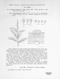 Puccinia menthae image